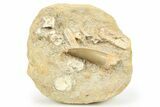 Fossil Plesiosaur (Zarafasaura) Tooth With Fish Verts - Morocco #264618-1